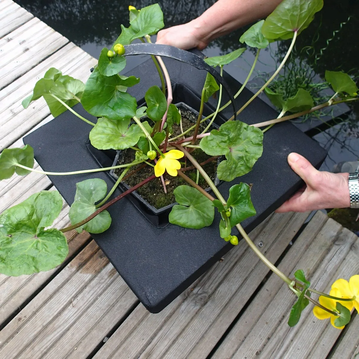 Floating Aquatic Basket Square