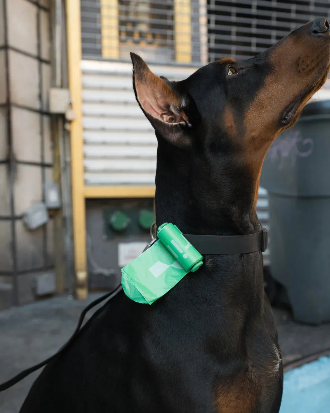 Springer Pets Poop Bag Dispenser With Bags Springer Green